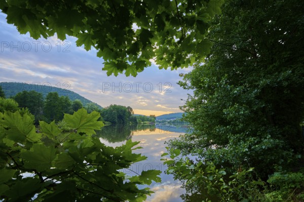 View of a calm river framed by foliage with reflecting clouds, sunrise, summer, Grünenwört, Wertheim, Main, Main-Tauber-Kreis, Baden-Württemberg, Germany