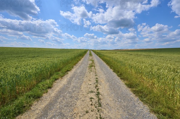 A long gravel path runs between green grain fields under a sky with cloudy formations, summer, Retzstadt, Main Spessart district, Bavaria, Germany