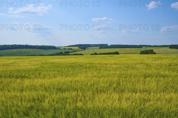 Wide view of green grain fields and hills under a blue sky with few clouds, summer, Retzstadt, district Main Spessart, Bavaria, Germany