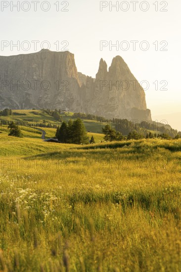 Golden meadow in the evening sun against a steep mountain backdrop, Schlehrn, Alpe di Siusi, Dolomites, South Tyrol, Italy