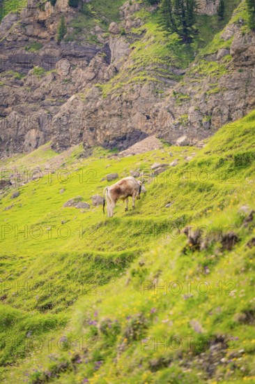 Cow grazing on a green meadow in front of a rocky mountain landscape, Alpe di Siusi, Dolomites, South Tyrol, Italy