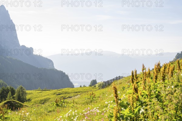 Blooming meadow with mountain backdrop and rolling hills under a bright sky, Alpe di Siusi, Dolomites, South Tyrol, Italy