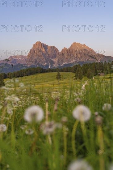 Impressive view of the Dolomites in the evening light with meadow flowers in the foreground, Sassolungo Group, Alpe di Siusi, Dolomites, South Tyrol, Italy