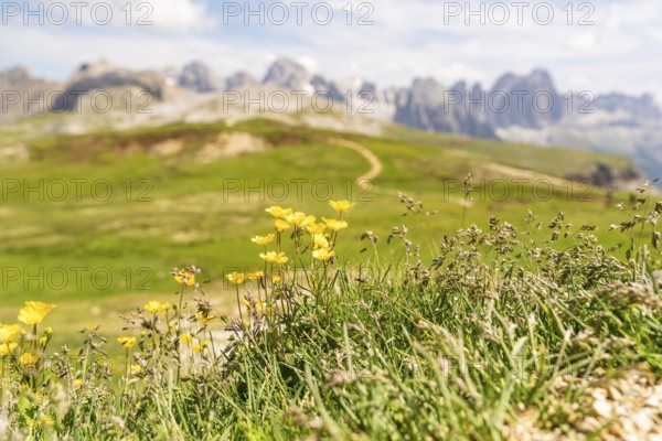 Yellow flowers and grasses on a hill with a mountain backdrop, Alpe di Siusi, Dolomites, South Tyrol, Italy