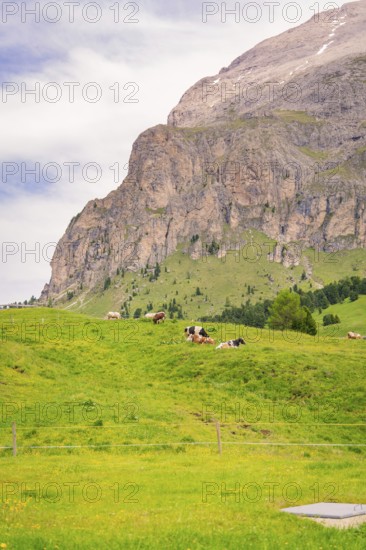 Cows grazing on a green meadow in front of a mountain, Alpe di Siusi, Dolomites, South Tyrol, Italy