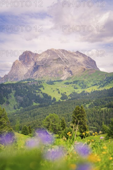 Mountain panorama with violet flowers in the foreground and green meadows, Alpe di Siusi, Dolomites, South Tyrol, Italy