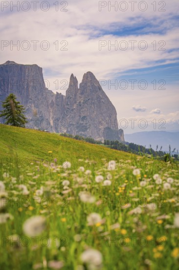 Flower meadow with mountain peaks and mixed sky in the background, Seiser Alm, Schlehrn, Dolomites, South Tyrol, Italy