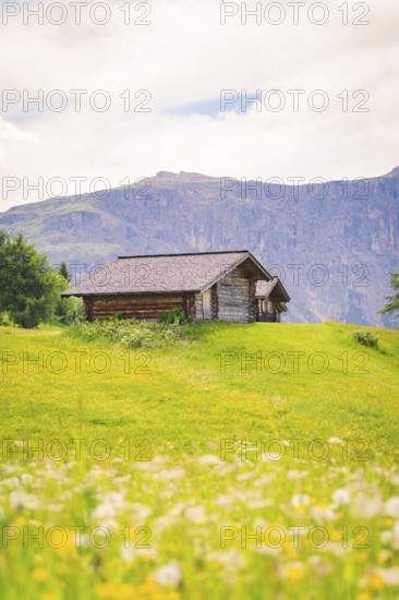 Hut stands on a green meadow with blooming flowers in front of a mountain panorama, Alpe di Siusi, Dolomites, South Tyrol, Italy