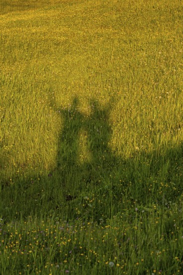 Shadow of two people on a sunlit meadow, Alpe di Siusi, Dolomites, South Tyrol, Italy