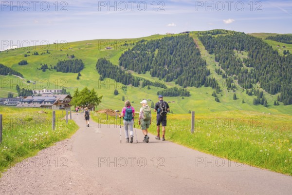Group of hikers on a path through a green mountain landscape, Alpe di Siusi, Dolomites, South Tyrol, Italy
