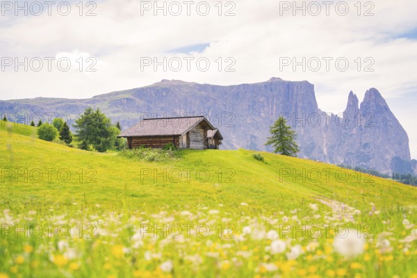 Alpine hut on a green meadow in front of a mountain range under a blue sky, Alpe di Siusi, Dolomites, South Tyrol, Italy
