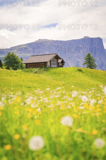 Wooden hut on a flowery meadow in front of an impressive mountain panorama, Alpe di Siusi, Dolomites, South Tyrol, Italy