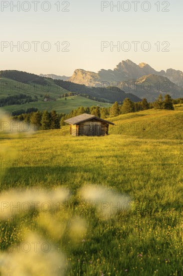 Wooden hut on a meadow in the golden light of sunset, Alpe di Siusi, Dolomites, South Tyrol, Italy