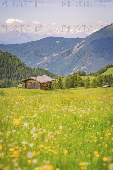 A haystack on a flowering meadow in front of a picturesque mountain panorama, Alpe di Siusi, Dolomites, South Tyrol, Italy