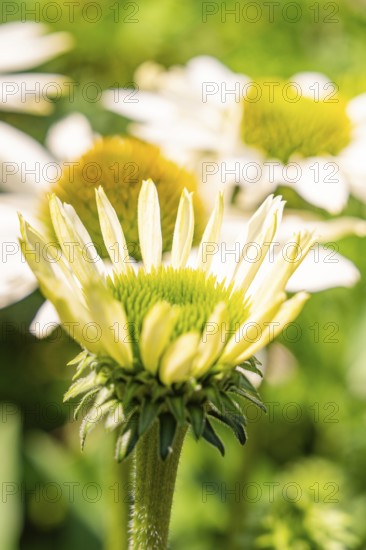 Flower with yellow petals and green centre in close-up, focused in front of blurred background, Botanical Garden, The Gardens of Trauttmansdorff Castle, Merano, South Tyrol, Italy