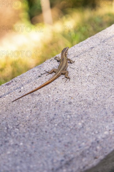 Lizard sitting on a concrete path, illuminated by sunlight, in a quiet summer day atmosphere, Botanical Garden, The Gardens of Trauttmansdorff Castle, Merano, South Tyrol, Italy