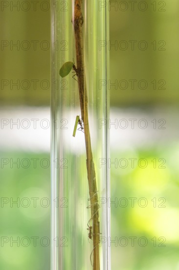 A grasshopper and a mantis climb up a stem in a glass tube, Botanical Garden, Gardens of Trauttmansdorff Castle, Merano, South Tyrol, Italy