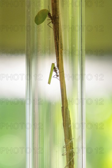 A grasshopper and a mantis climb up a stem in a glass tube, Botanical Garden, Gardens of Trauttmansdorff Castle, Merano, South Tyrol, Italy