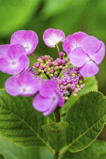 Pink hydrangea flowers with green leaves in the foreground glow vividly, Botanical Garden, The Gardens of Trauttmansdorff Castle, Merano, South Tyrol, Italy