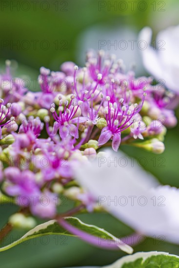 Close-up of pink hydrangea blossoms with filigree pistils in fresh surroundings, Botanical Garden, The Gardens of Trauttmansdorff Castle, Merano, South Tyrol, Italy