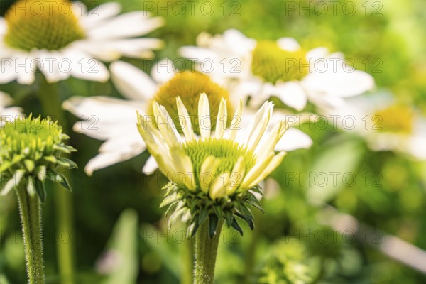 Several yellow and white flowers in close-up, surrounded by green foliage in a summer atmosphere, Botanical Garden, The Gardens of Trauttmansdorff Castle, Merano, South Tyrol, Italy