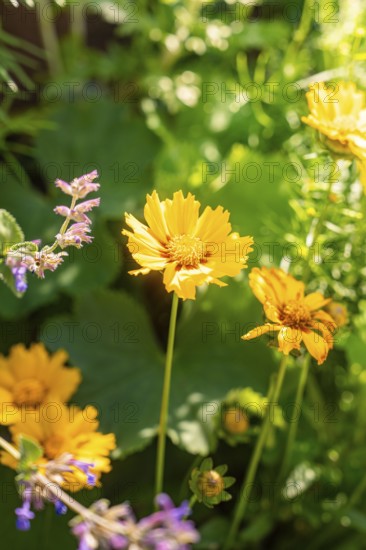 Yellow flowers in full bloom, flooded with sunlight, surrounded by green foliage in a garden, Botanical Garden, The Gardens of Trauttmansdorff Castle, Merano, South Tyrol, Italy