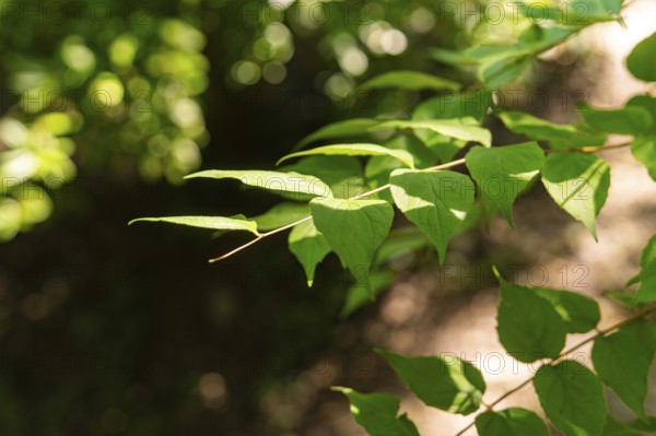 Green leaves on a branch, illuminated by sunlight, surrounded by shadows in a quiet forest, Botanical Garden, The Gardens of Trauttmansdorff Castle, Merano, South Tyrol, Italy