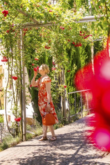 A woman in a red dress smells red roses in a green garden, Botanical Garden, The Gardens of Trauttmansdorff Castle, Merano, South Tyrol, Italy