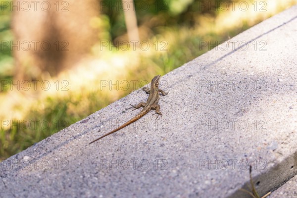 Lizard resting on a concrete path, surrounded by natural light and shadows, Botanical Garden, The Gardens of Trauttmansdorff Castle, Merano, South Tyrol, Italy