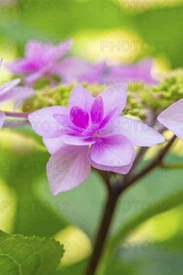 Close-up of a delicate pink flower with a green, blurred background, Botanical Garden, The Gardens of Trauttmansdorff Castle, Merano, South Tyrol, Italy
