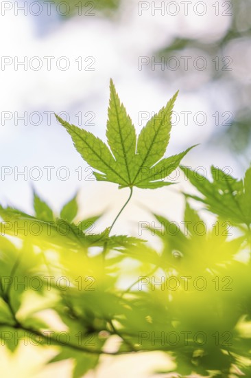 A light-flooded close-up of a green maple leaf, Botanical Garden, The Gardens of Trauttmansdorff Castle, Merano, South Tyrol, Italy