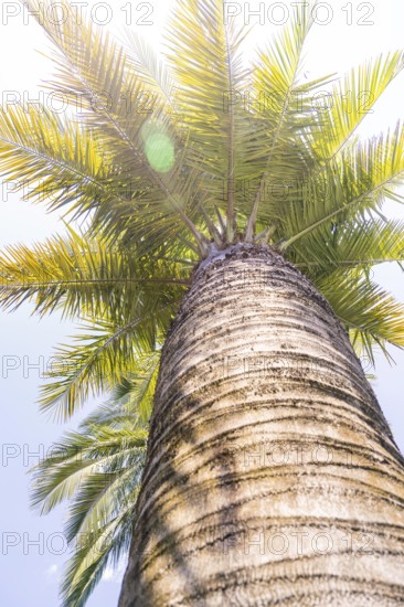 View from below of a palm tree illuminated by the sun, Botanical Gardens, The Gardens of Trauttmansdorff Castle, Merano, South Tyrol, Italy