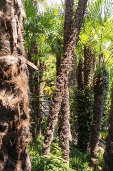 Close-up of palm trunks in a dense, sunny jungle, Botanical Garden, The Gardens of Trauttmansdorff Castle, Merano, South Tyrol, Italy