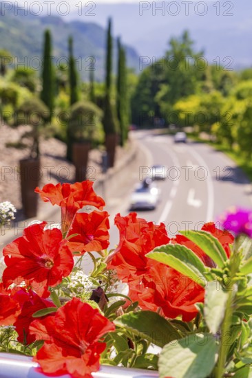 Vibrant red flowers line a street in a sunny landscape, Botanical Garden, The Gardens of Trauttmansdorff Castle, Merano, South Tyrol, Italy