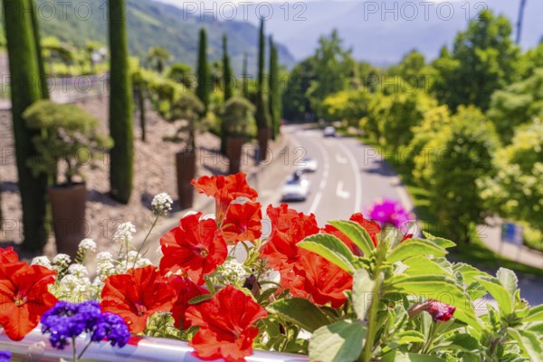 Red and purple flowers with a street view in a mountainous region, Botanical Garden, The Gardens of Trauttmansdorff Castle, Merano, South Tyrol, Italy