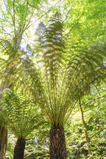 Large fern leaves rise up in a bright, sunny forest, Botanical Garden, The Gardens of Trauttmansdorff Castle, Merano, South Tyrol, Italy