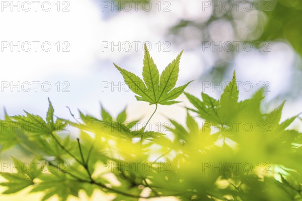 Green maple leaves, illuminated by sunlight, in focus, Botanical Garden, The Gardens of Trauttmansdorff Castle, Merano, South Tyrol, Italy