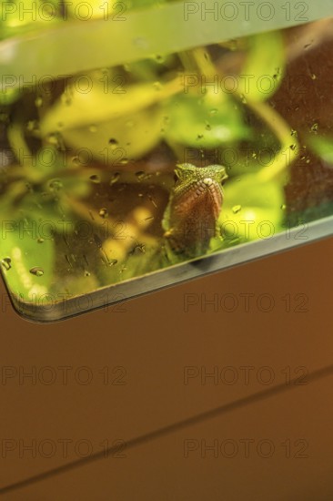 A chameleon in a terrarium sits between damp green leaves, Botanical Garden, The Gardens of Trauttmansdorff Castle, Merano, South Tyrol, Italy