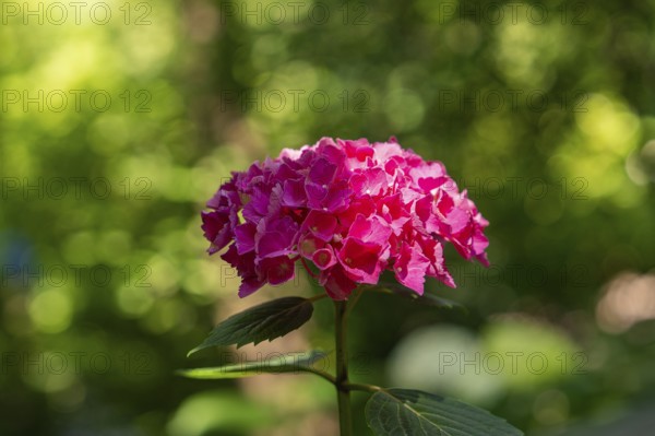 A pink hydrangea flower glows in the sunlight, surrounded by green nature, Botanical Garden, The Gardens of Trauttmansdorff Castle, Merano, South Tyrol, Italy