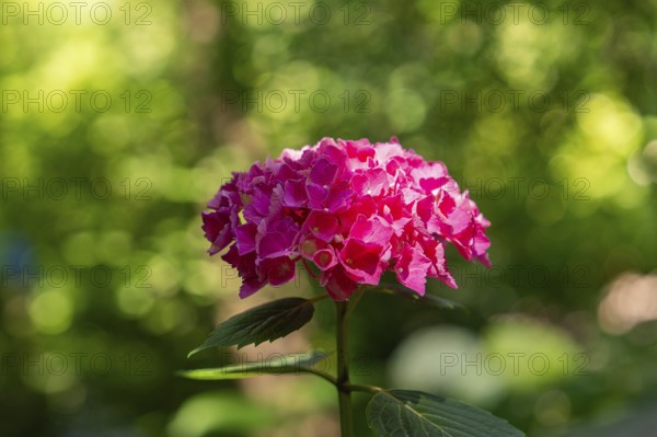 Pink flowering hydrangea in front of a green blurred background in the sunshine, Botanical Garden, The Gardens of Trauttmansdorff Castle, Merano, South Tyrol, Italy