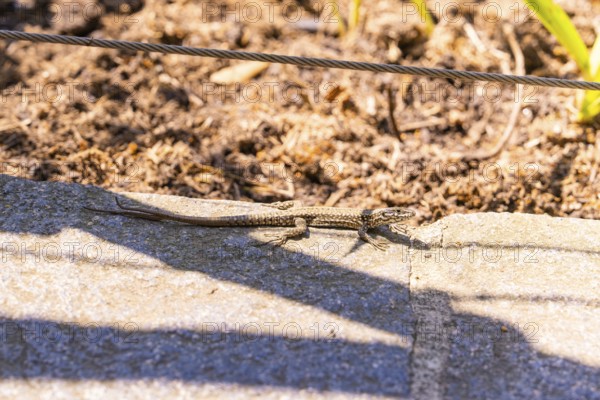 Lizard sunbathing on a stone under a taut wire, Botanical Garden, The Gardens of Trauttmansdorff Castle, Merano, South Tyrol, Italy