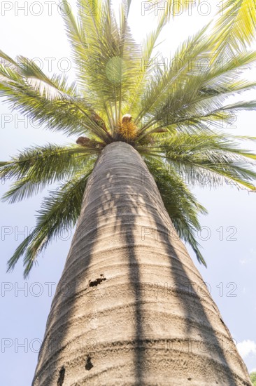 View of a palm crown from below against a bright blue sky, Botanical Gardens, The Gardens of Trauttmansdorff Castle, Merano, South Tyrol, Italy
