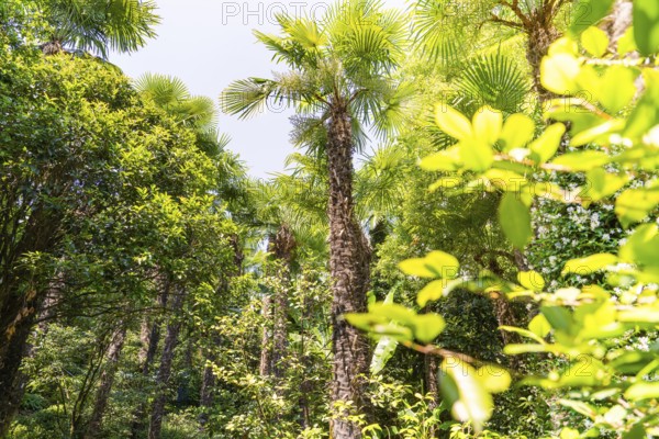 Dense cluster of palm trees in a sunny, green jungle, Botanical Gardens, The Gardens of Trauttmansdorff Castle, Merano, South Tyrol, Italy