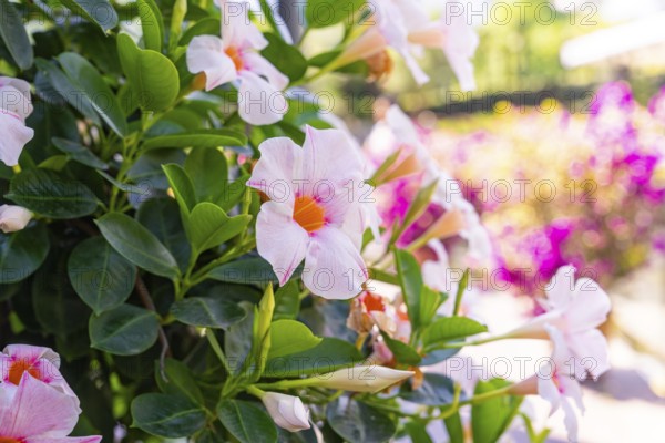 Close-up of a flowering shrub with pink flowers and green leaves, Botanical Garden, The Gardens of Trauttmansdorff Castle, Merano, South Tyrol, Italy