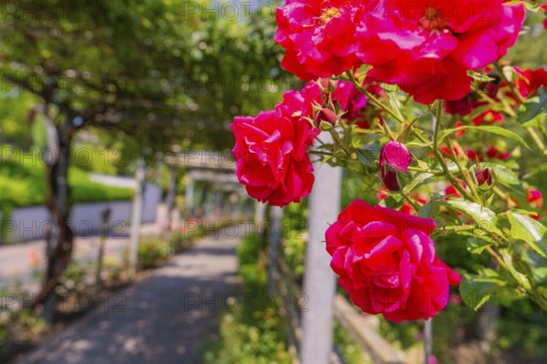 Red roses blooming along a sunny, shady garden path, Botanical Garden, The Gardens of Trauttmansdorff Castle, Merano, South Tyrol, Italy