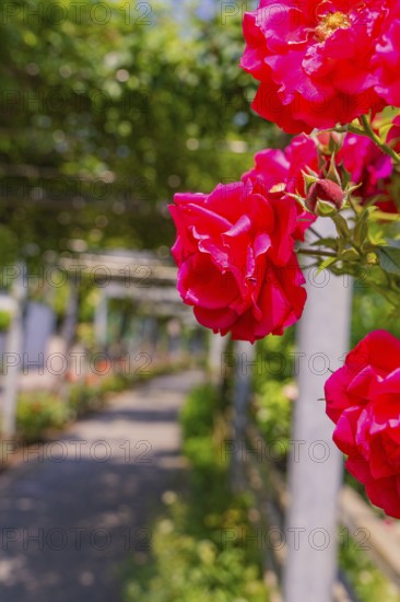 A row of red roses along a tree-lined garden path, Botanical Gardens, The Gardens of Trauttmansdorff Castle, Merano, South Tyrol, Italy