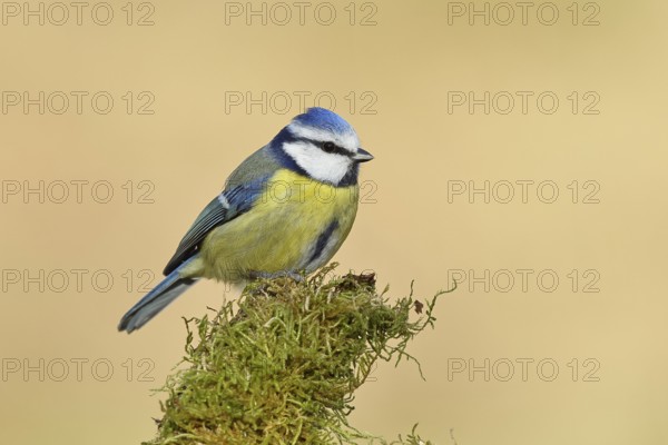 Blue tit (Parus caeruleus), sitting on moss-covered dead wood, Wilnsdorf, North Rhine-Westphalia, Germany