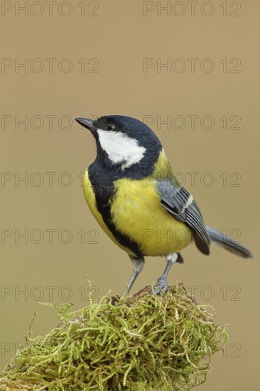 Great tit (Parus major), sitting on moss-covered dead wood, Wilnsdorf, North Rhine-Westphalia, Germany