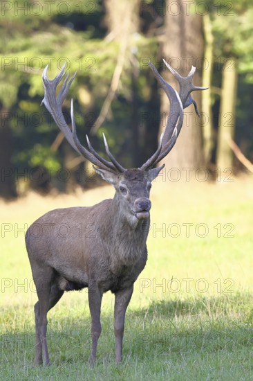 Red deer (Cervus elaphus) during rutting season, capital stag, twenty hinds, running across a forest clearing in the evening, wildlife, Sauerland, North Rhine-Westphalia, Germany