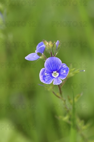 Flower of Gamander speedwell (Veronica chamaedrys), in a deciduous forest, blue blossom, spring, Wilnsdorf, North Rhine-Westphalia, Germany